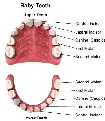 How many milk teeth does a child have? - Pediatric dentists at Little pearls dentistry.